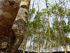 如何寻找能溶解轮胎橡胶的物质?这对相关行业有什么影响? 第1张 如何寻找能溶解轮胎橡胶的物质?这对相关行业有什么影响? 第1张